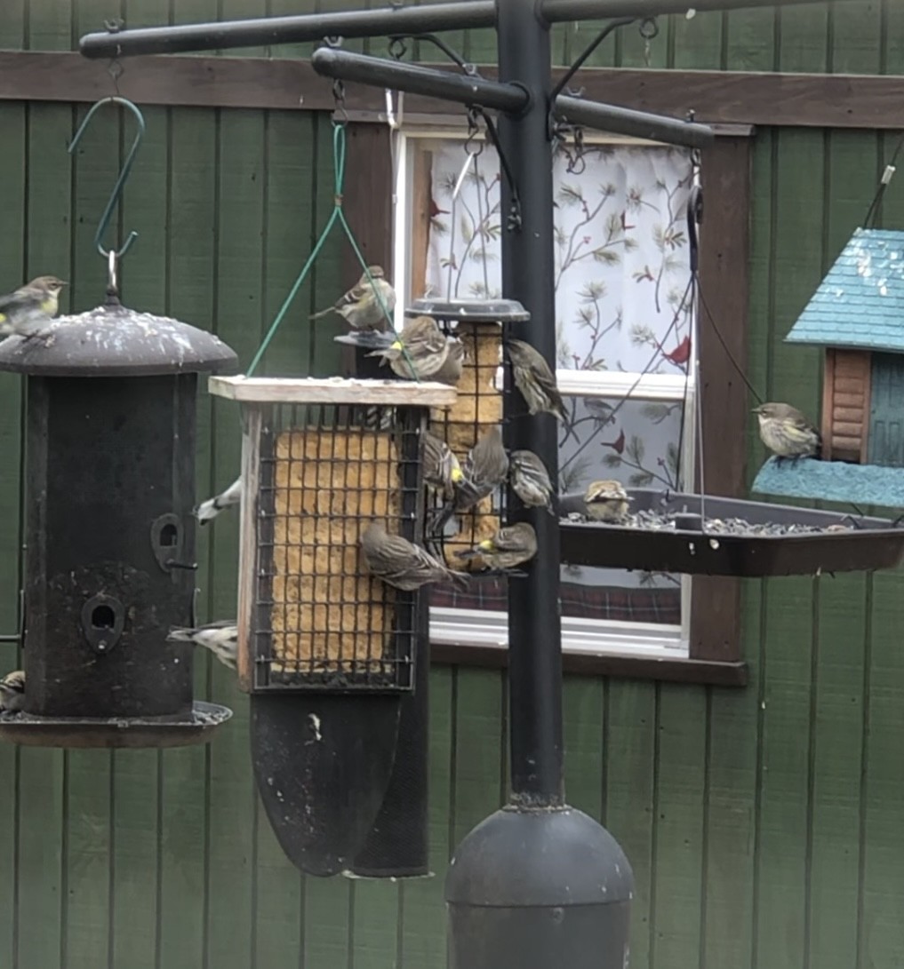 Yellow-rumped Warbler - ML643211211