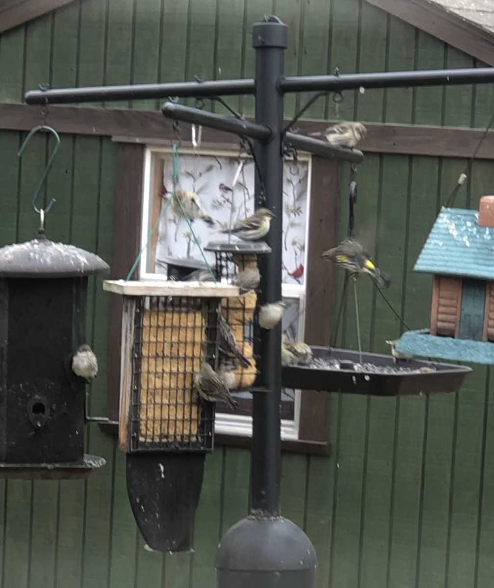 Yellow-rumped Warbler - ML643211212