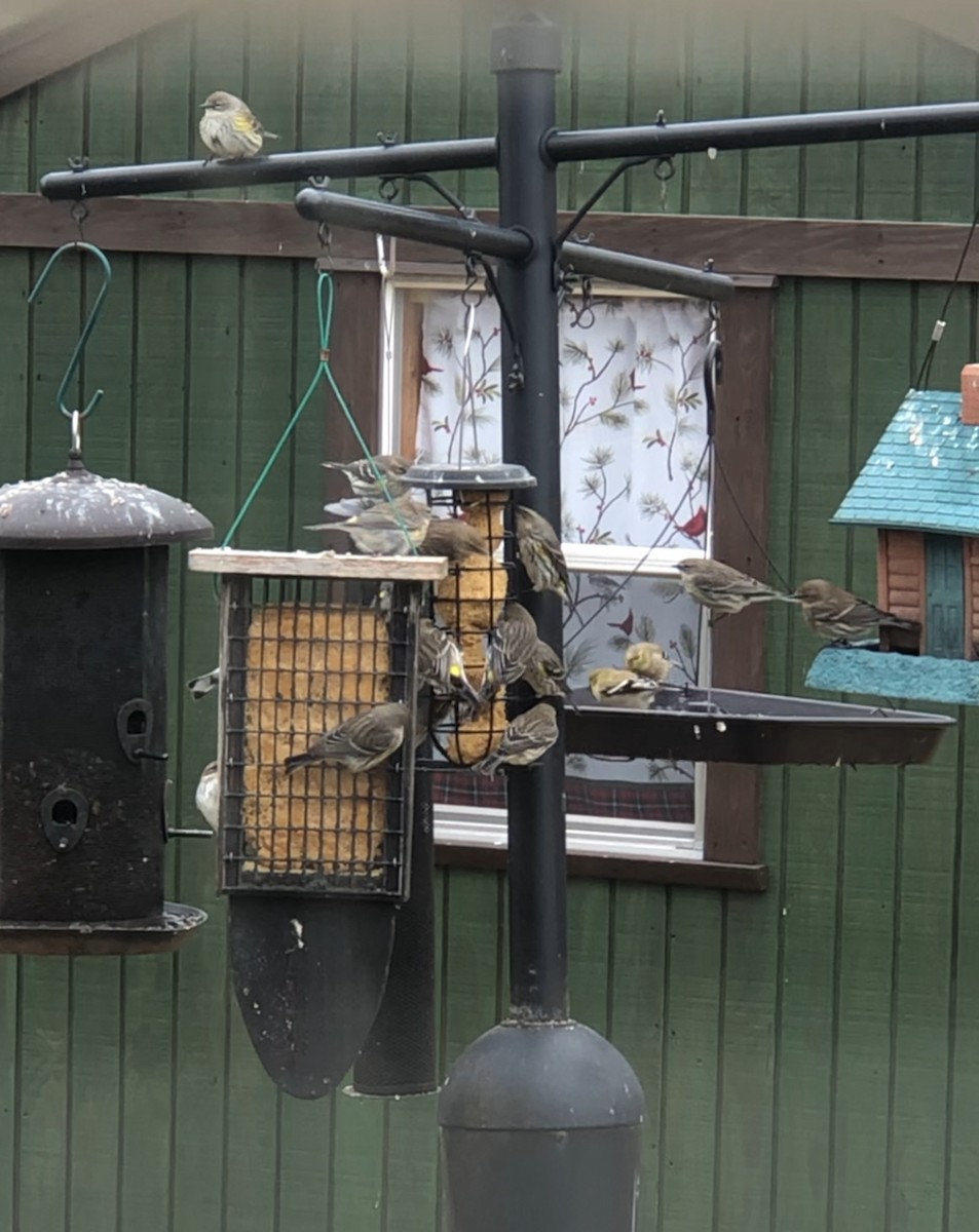 Yellow-rumped Warbler - ML643211213