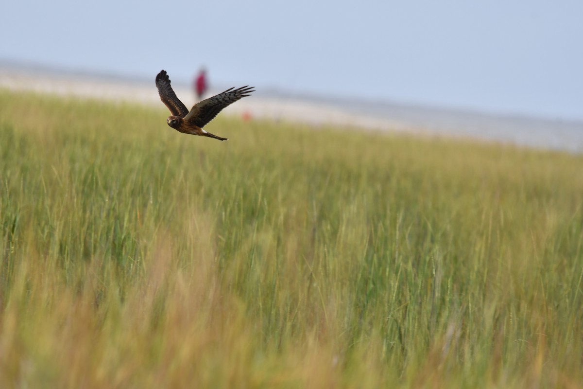 Northern Harrier - ML643211217