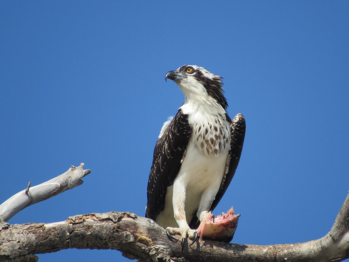 Osprey - ML643211218