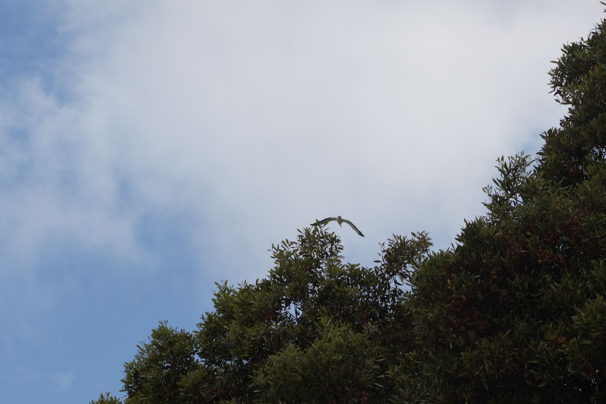 American White Pelican - ML643211219