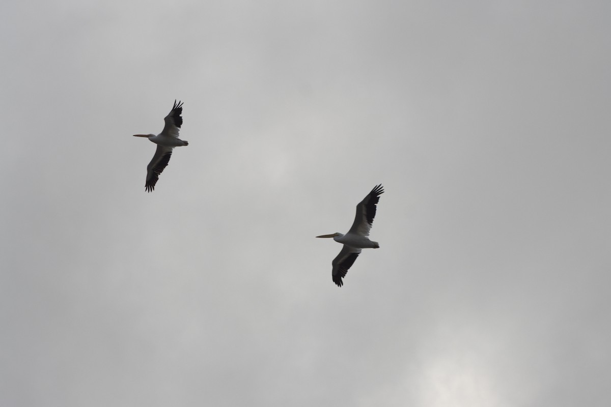 American White Pelican - ML643211220