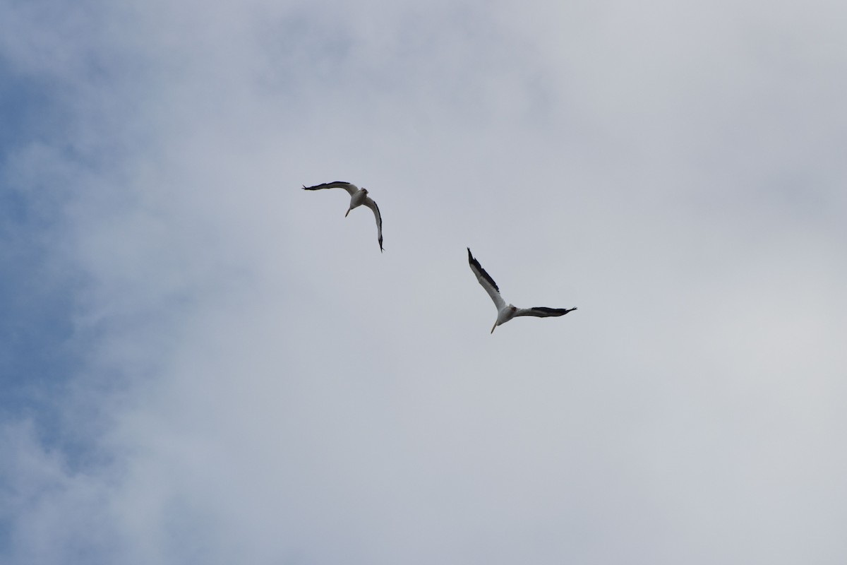 American White Pelican - ML643211221