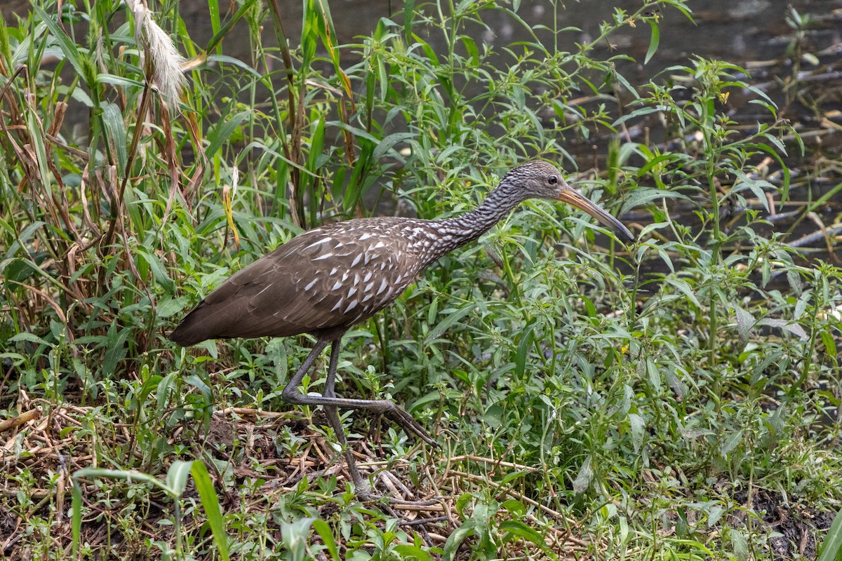 Limpkin - ML643211222
