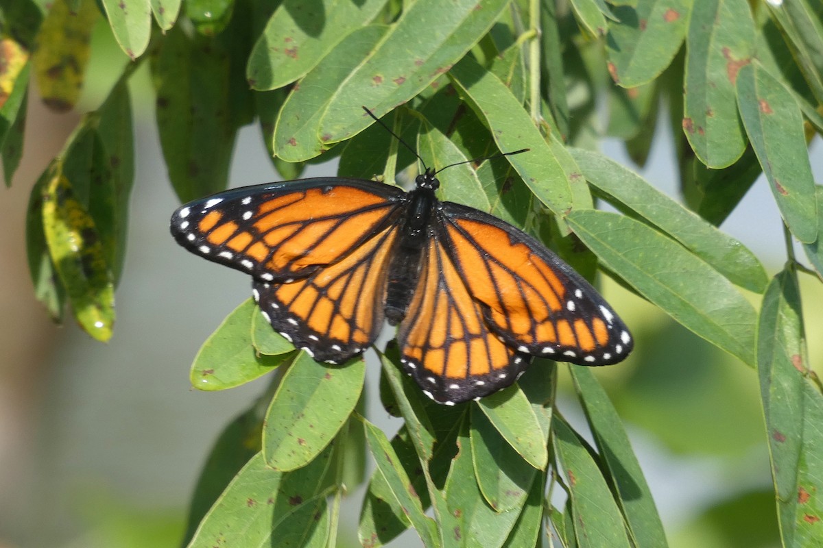 Viceroy - ML643211230