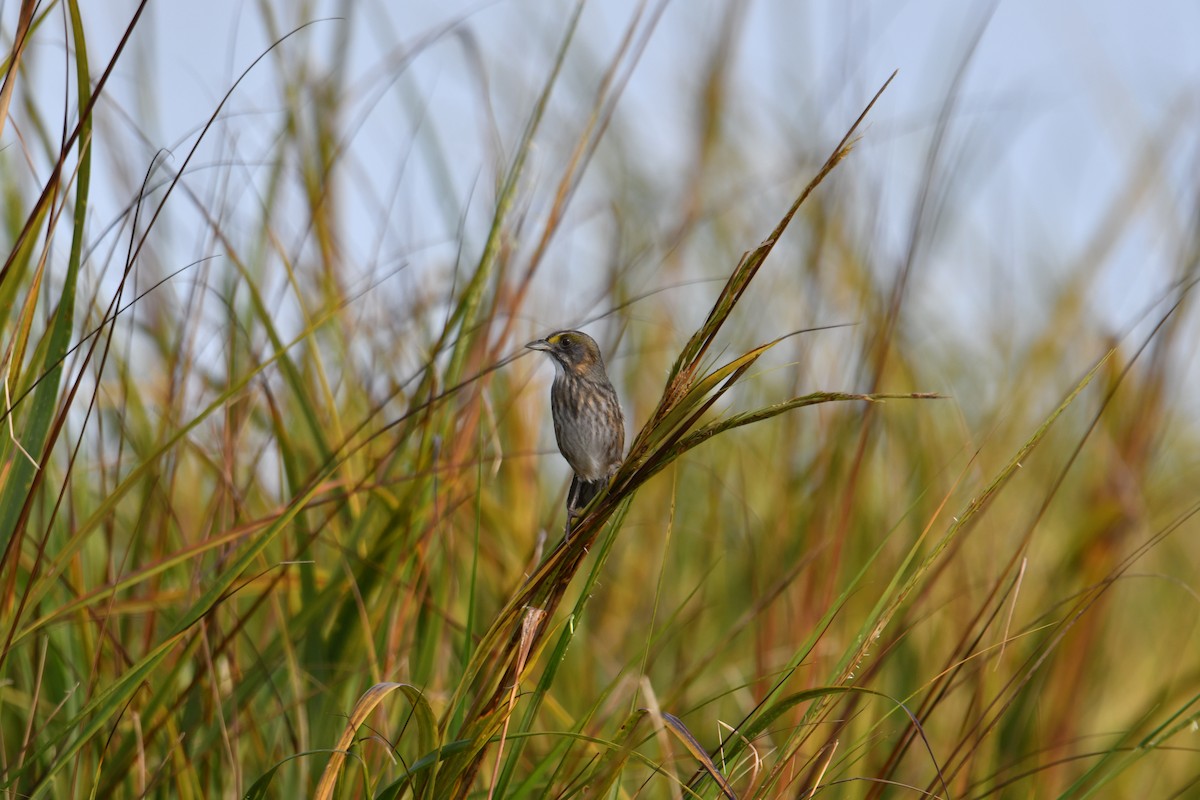 Seaside Sparrow - ML643211232