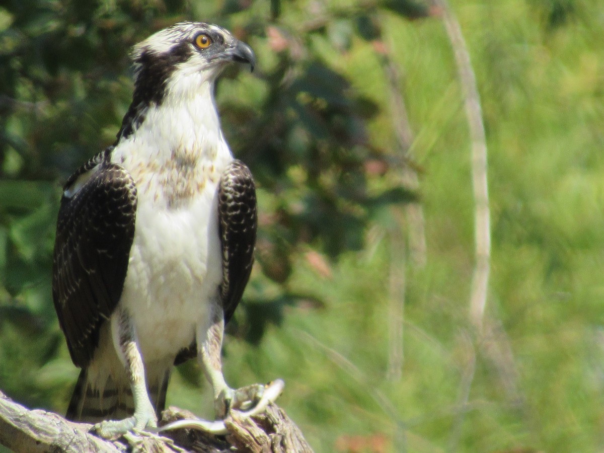 Osprey - ML643211256