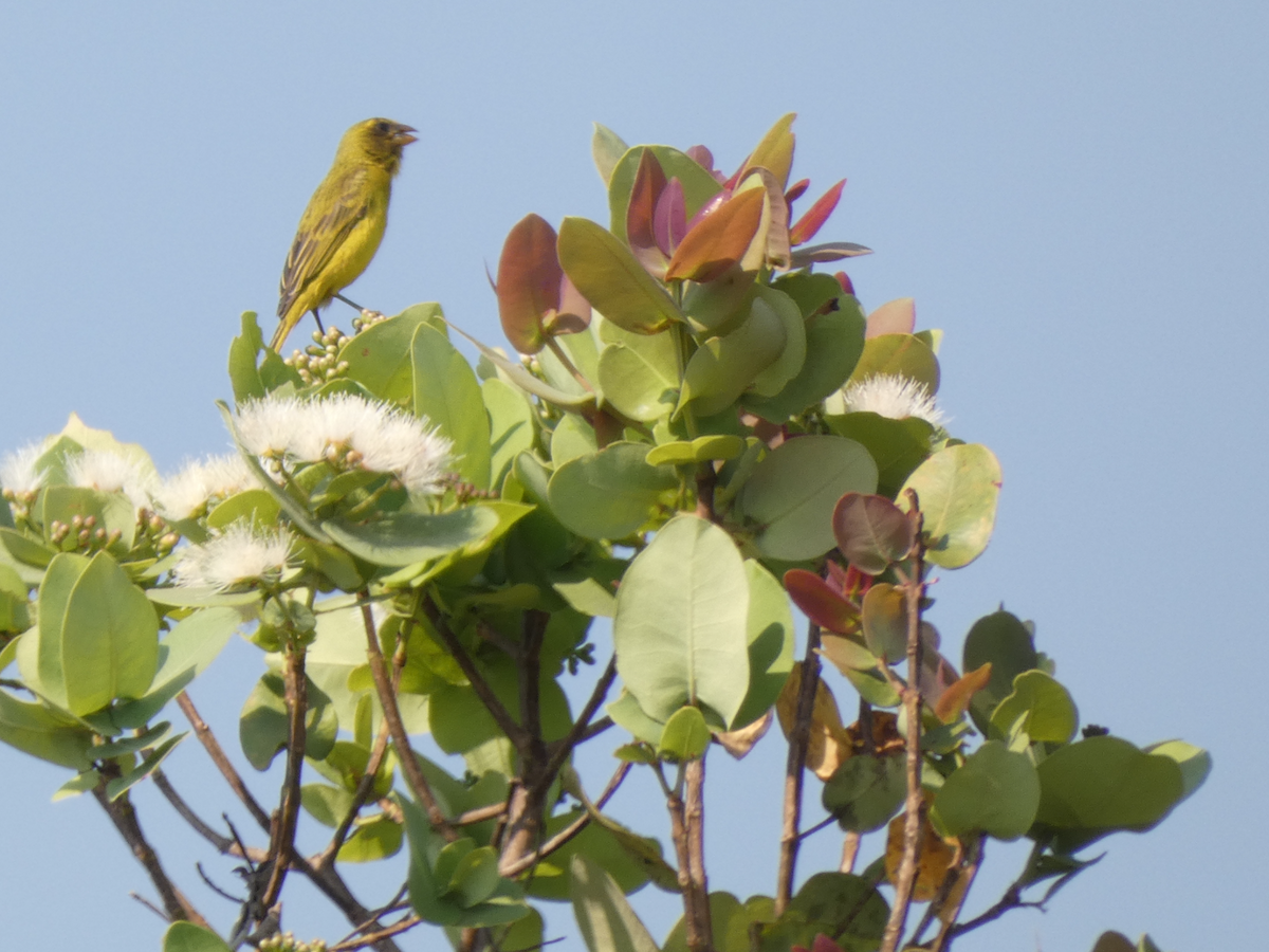 Brimstone Canary - ML643211264