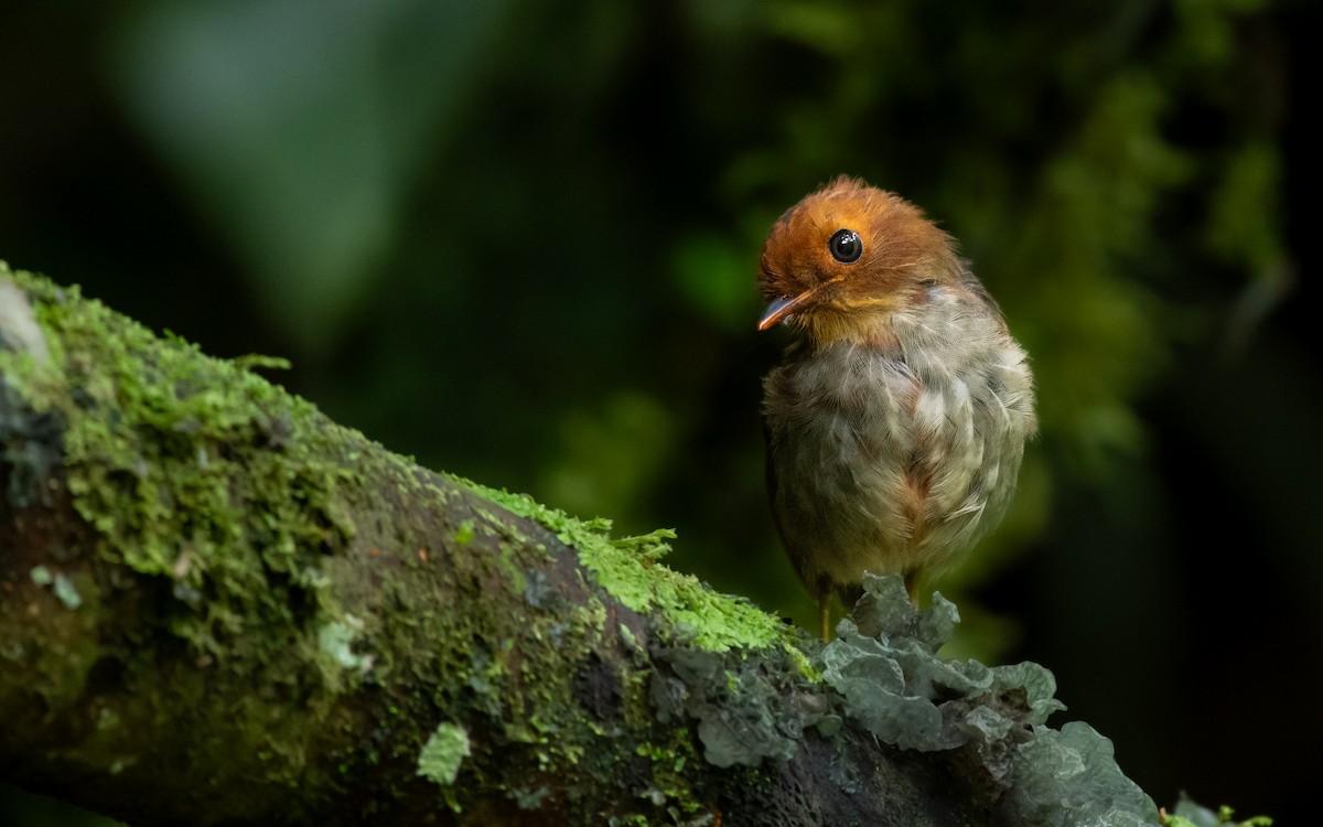 Hooded Antpitta - ML643211265