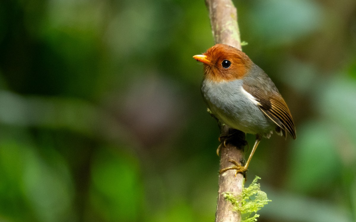 Hooded Antpitta - ML643211266