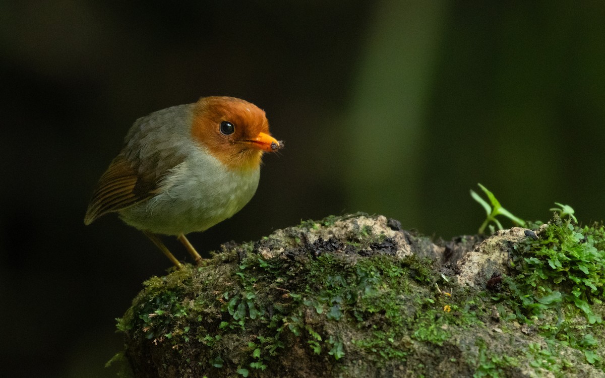 Hooded Antpitta - ML643211268