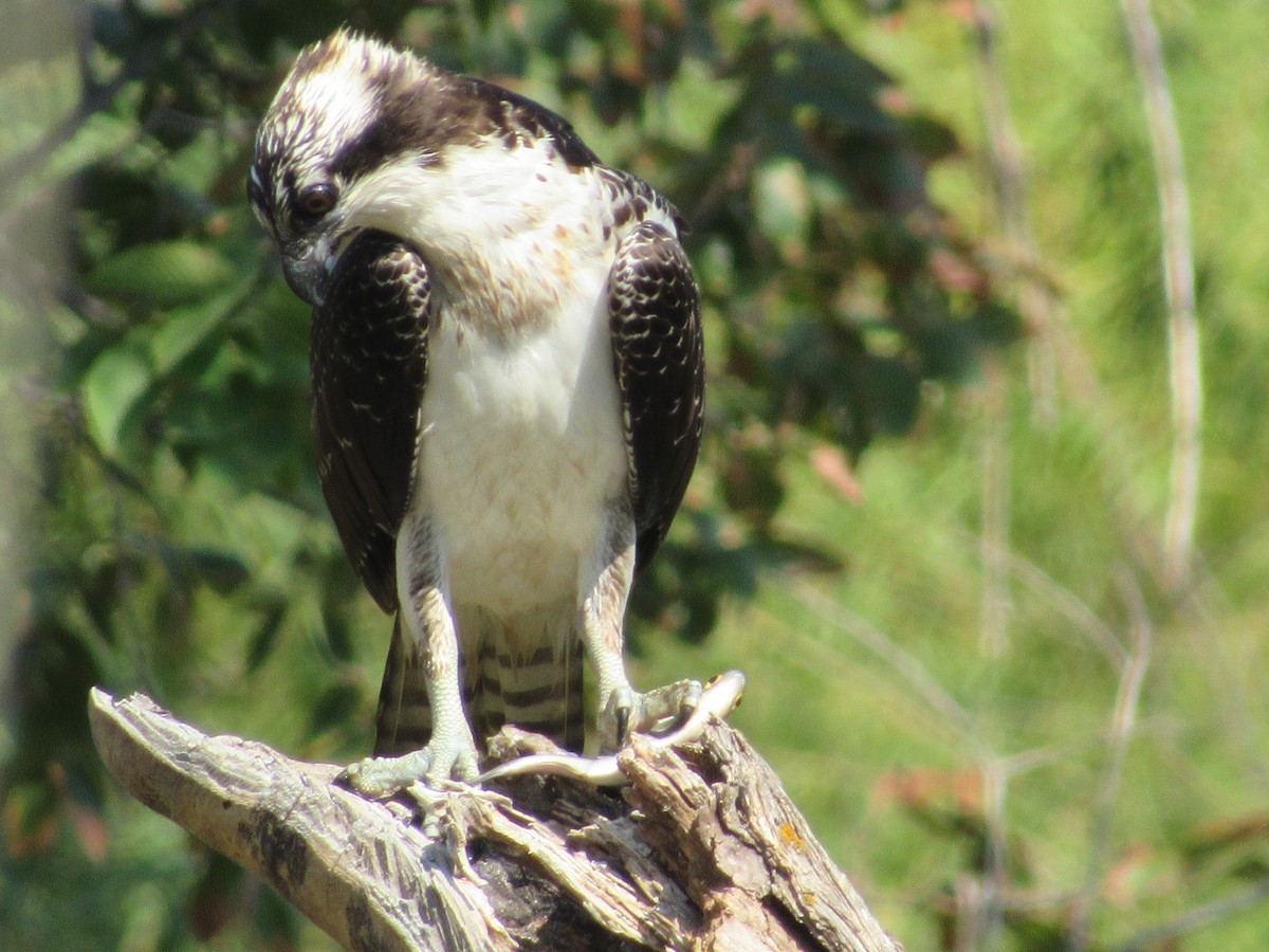 Osprey - ML643211274