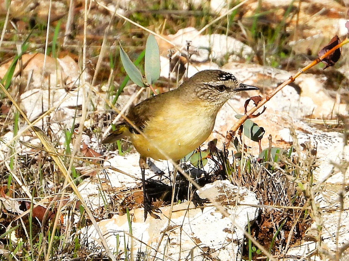 Yellow-rumped Thornbill - ML643211294