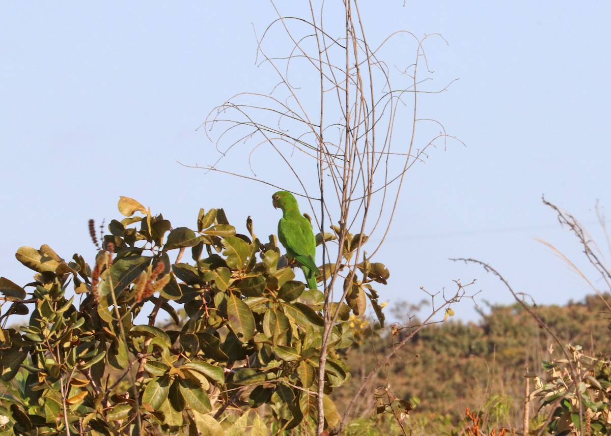 Conure pavouane - ML643211308
