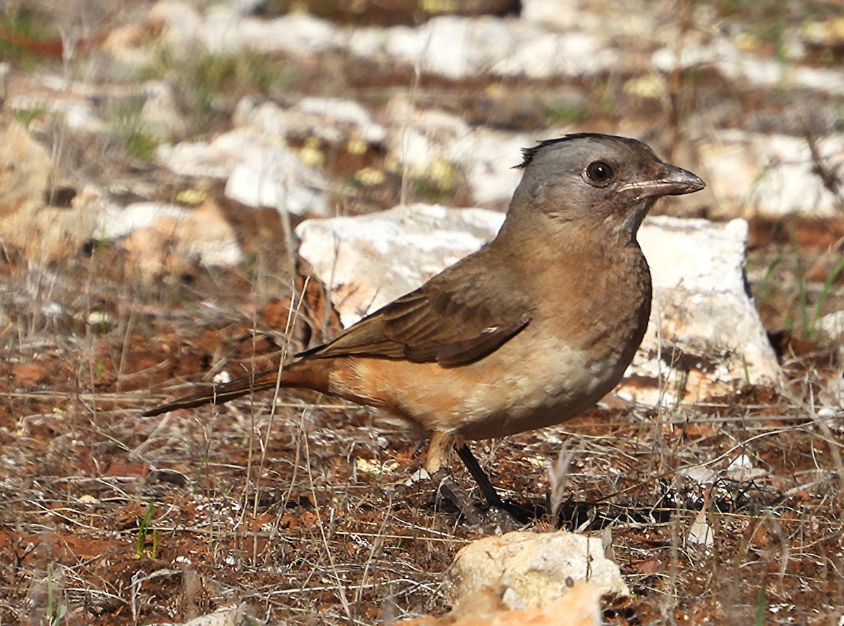 Crested Bellbird - ML643211310