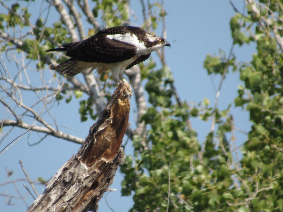 Osprey - ML643211314