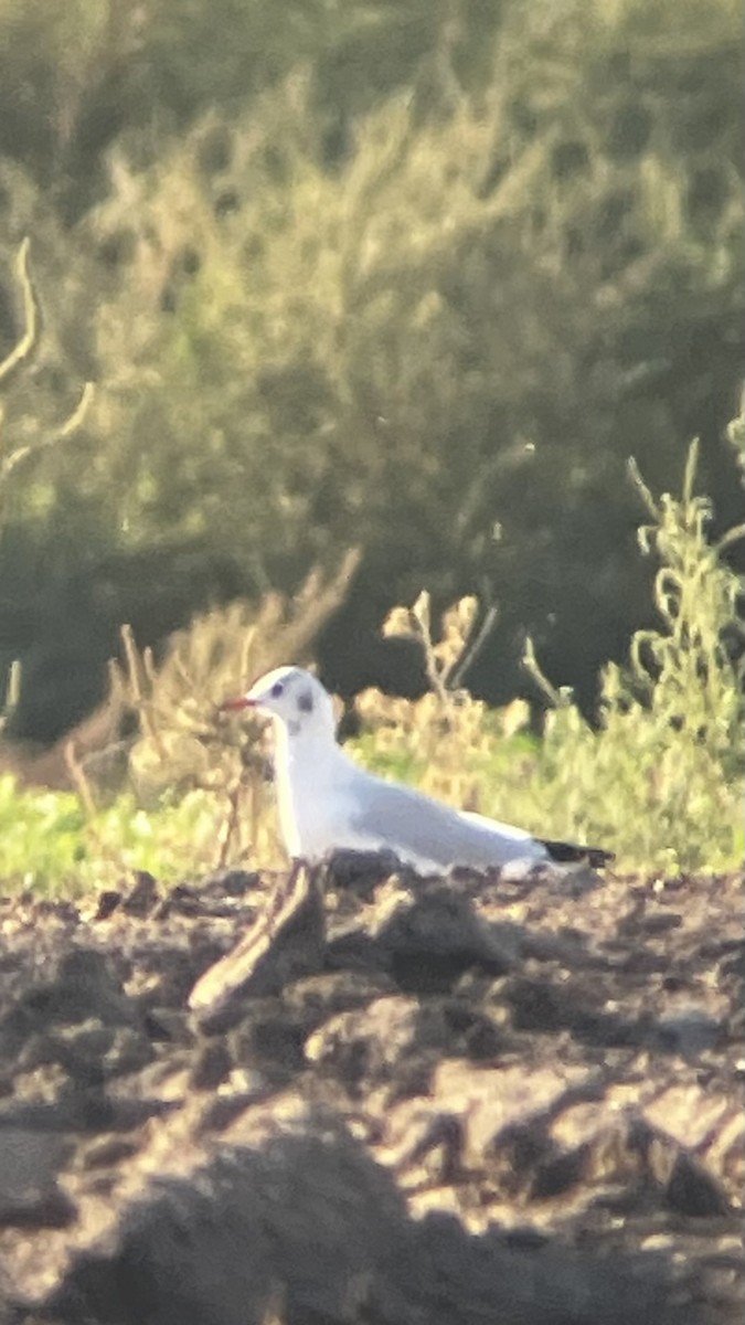Black-headed Gull - ML643211317