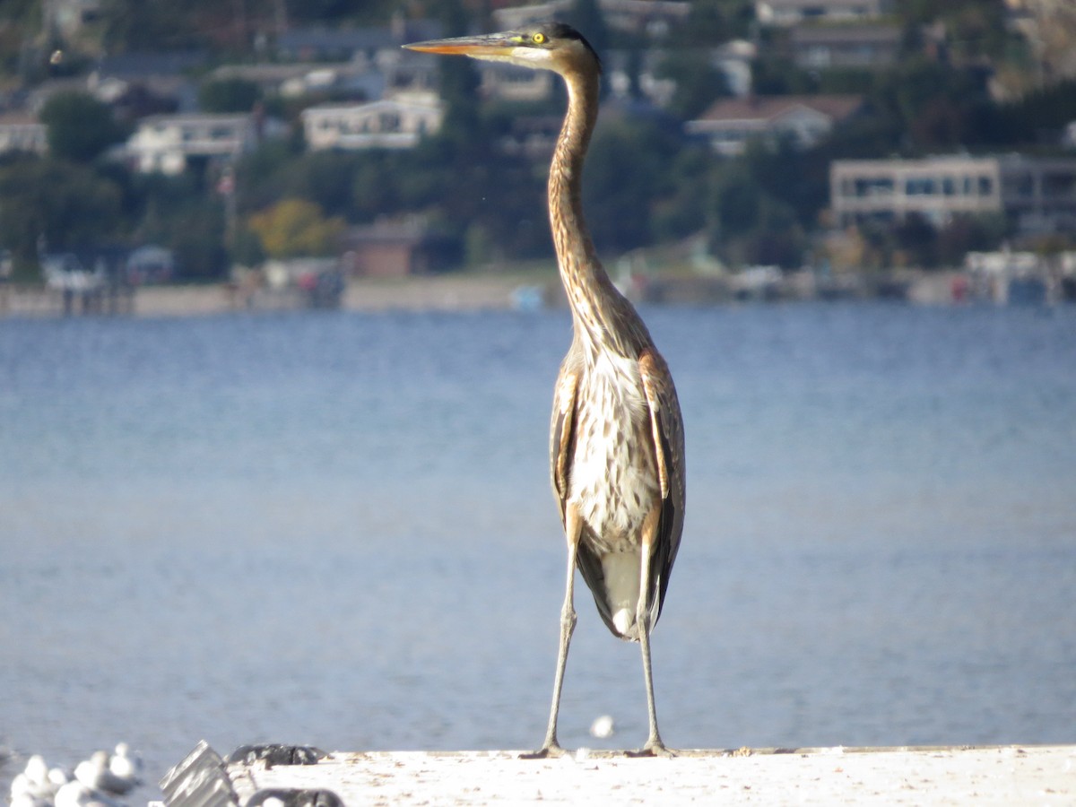 Great Blue Heron - ML643211325