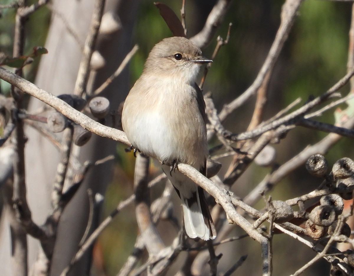 Jacky-winter - ML643211330