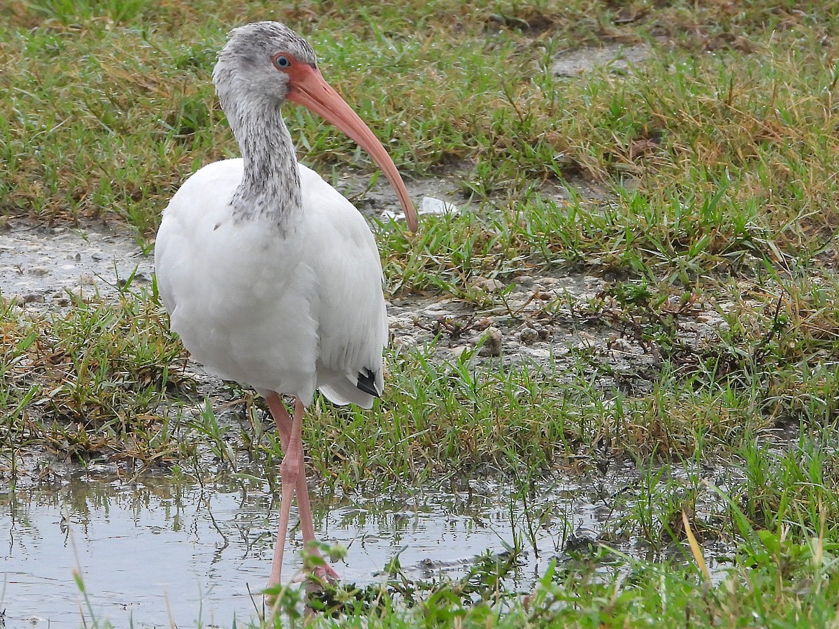 White Ibis - ML643211336