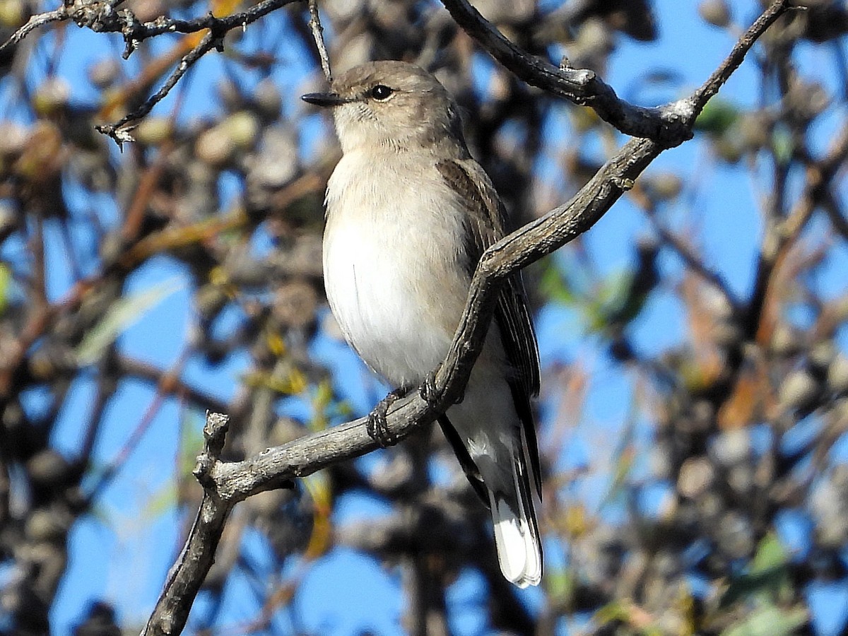 Jacky-winter - ML643211339