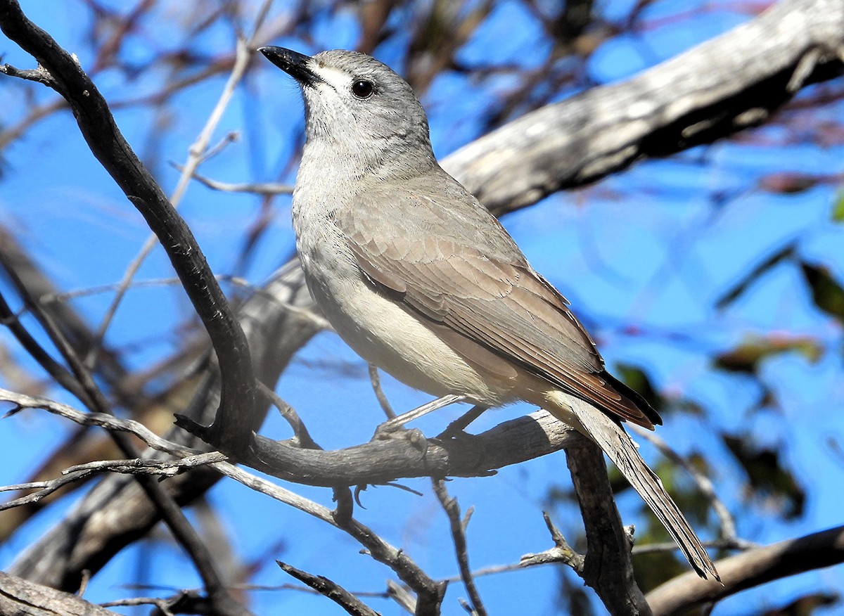 Gray Shrikethrush - ML643211359