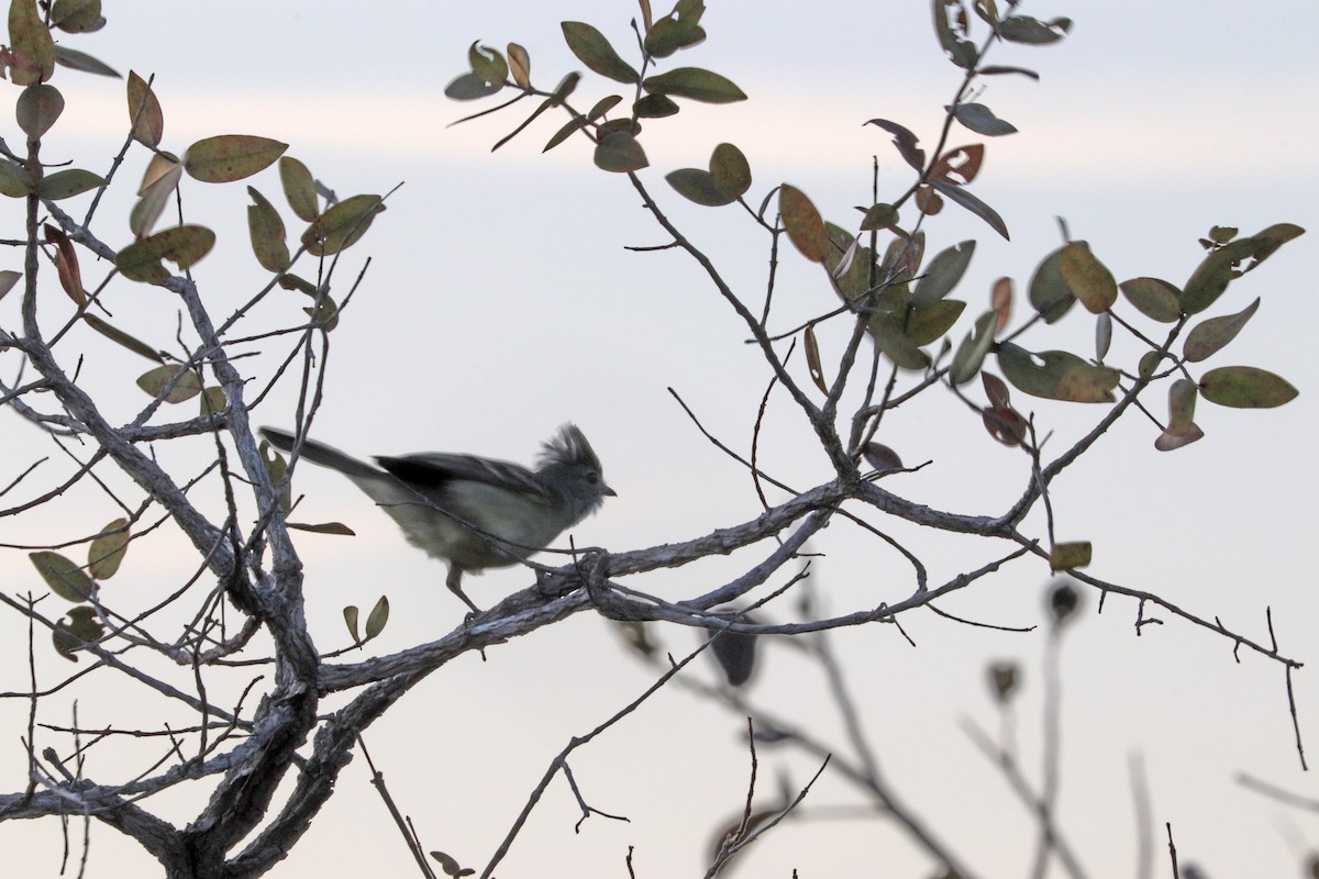 Plain-crested Elaenia - ML643211362