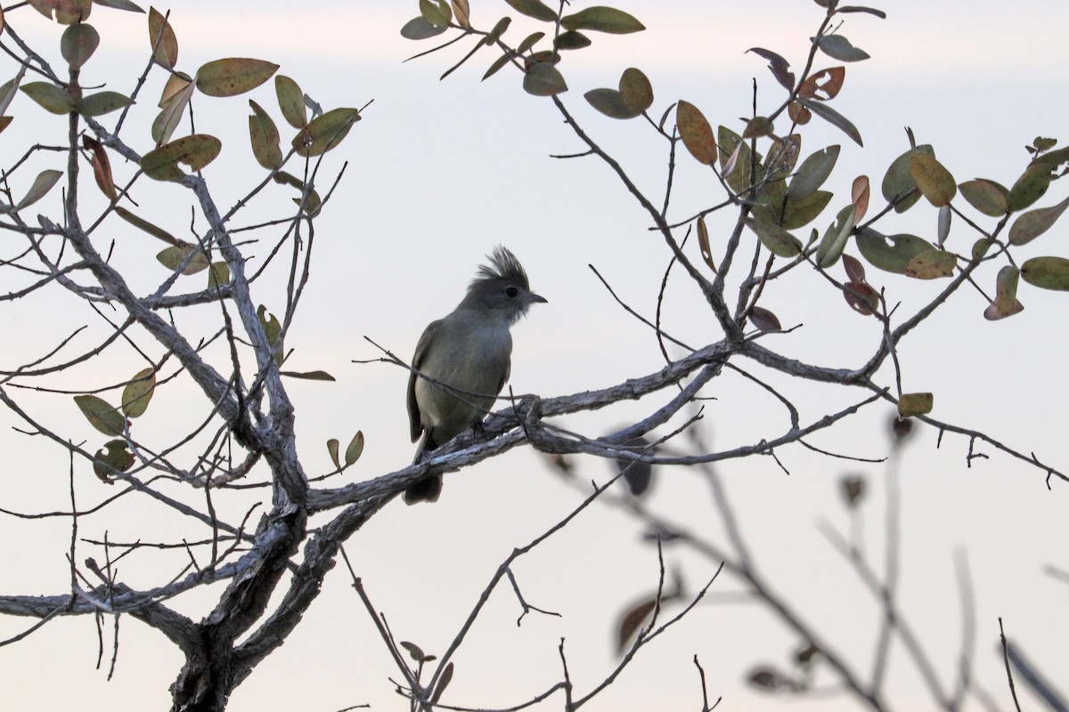 Plain-crested Elaenia - ML643211363