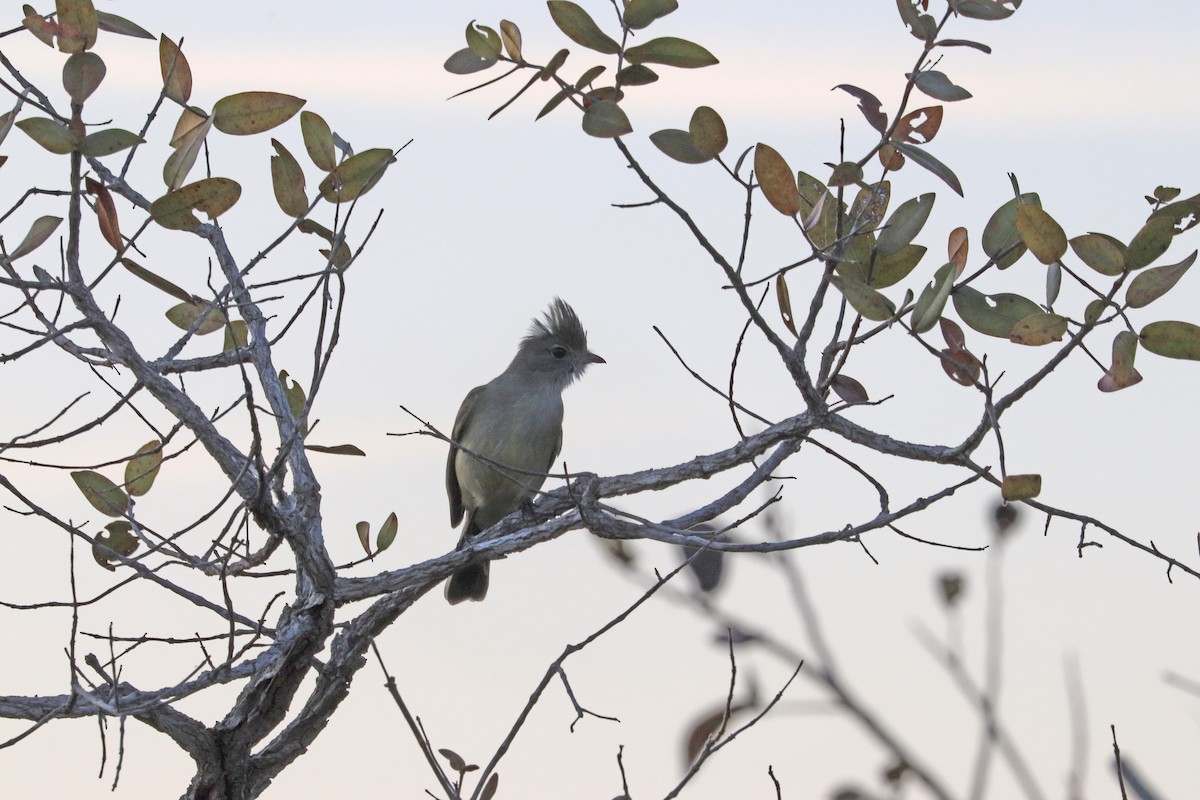 Plain-crested Elaenia - ML643211364