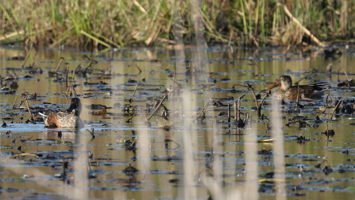 Northern Shoveler - ML643211368