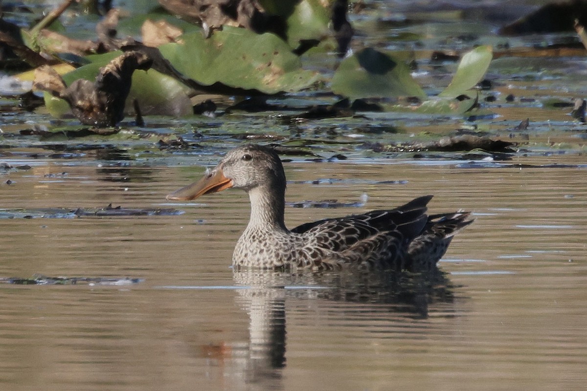Northern Shoveler - ML643211369