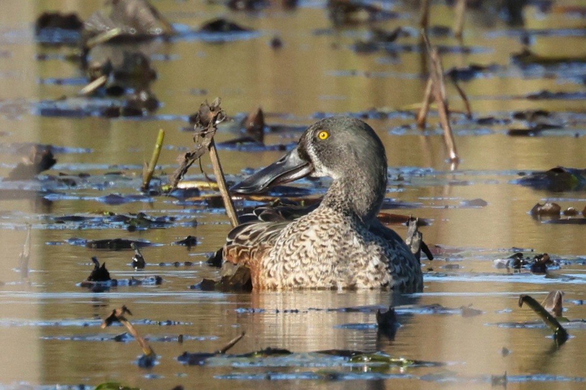 Northern Shoveler - ML643211371