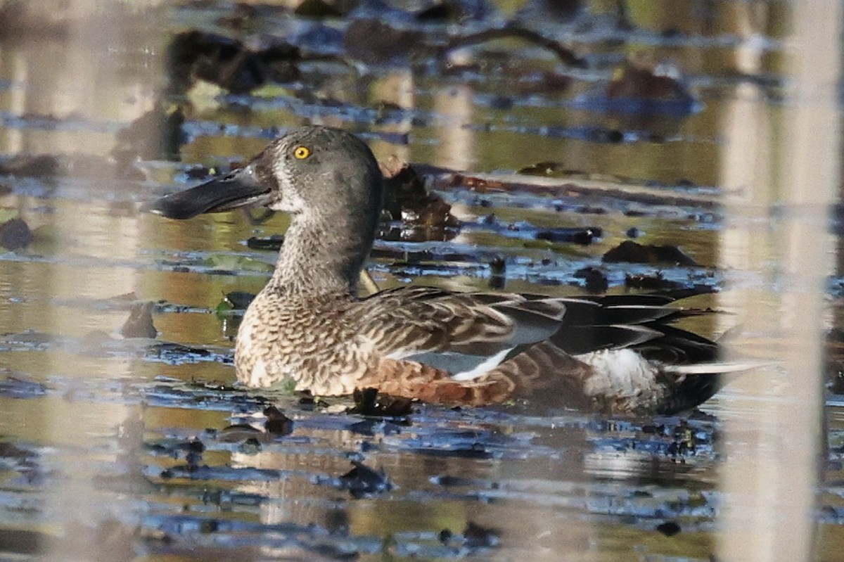 Northern Shoveler - ML643211372