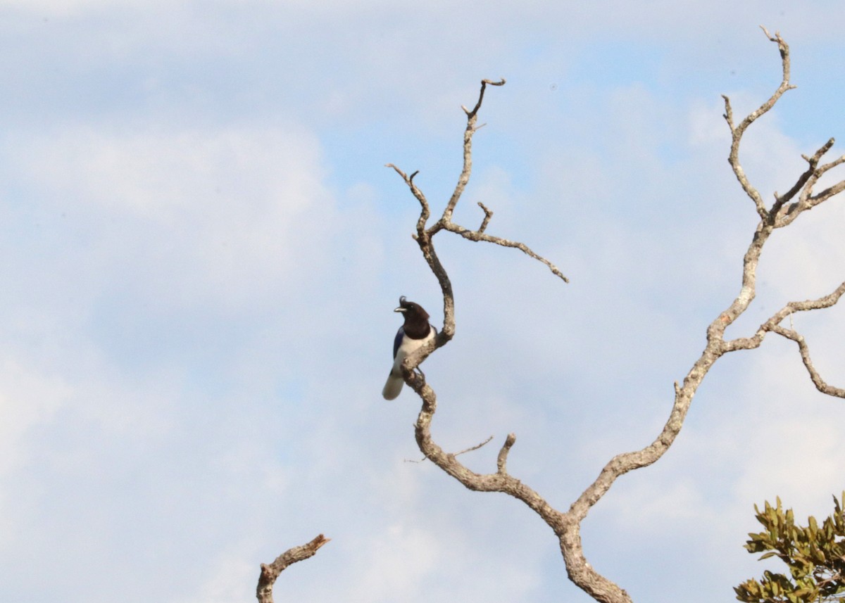 Curl-crested Jay - ML643211379