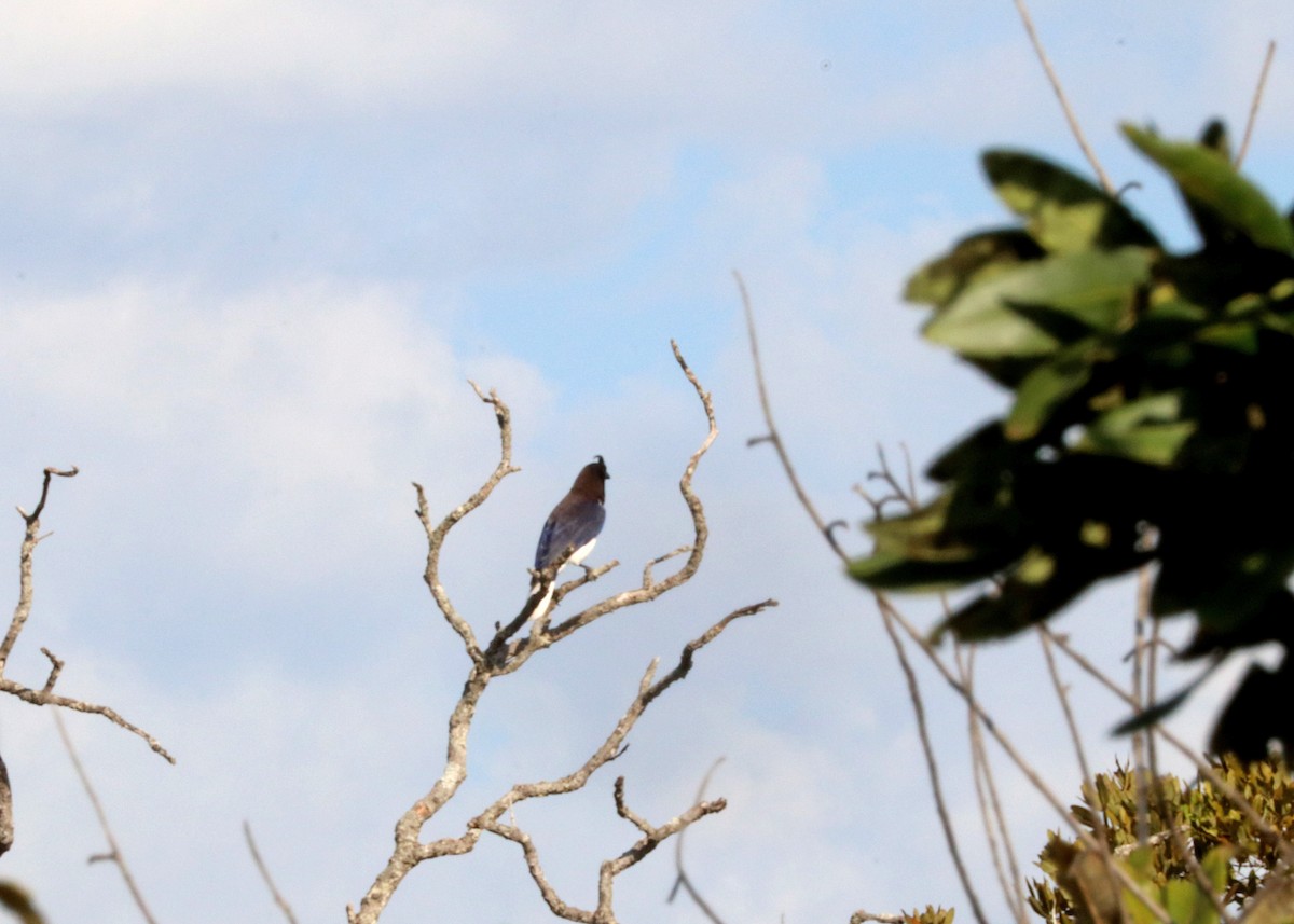 Curl-crested Jay - ML643211380
