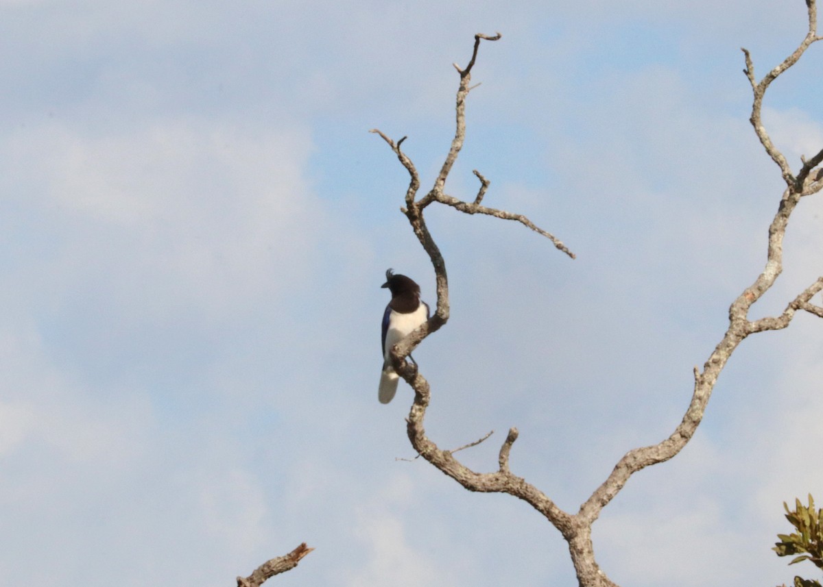 Curl-crested Jay - ML643211381