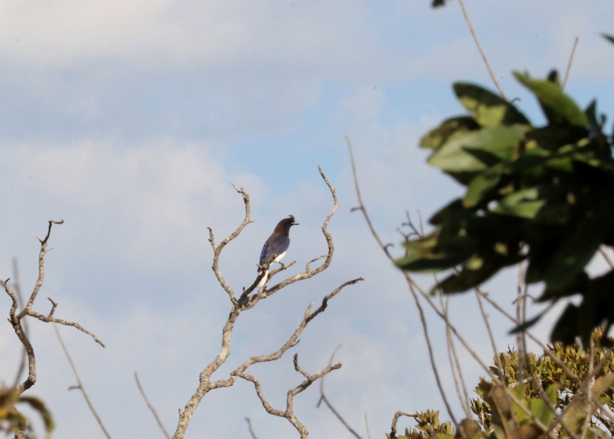 Curl-crested Jay - ML643211382