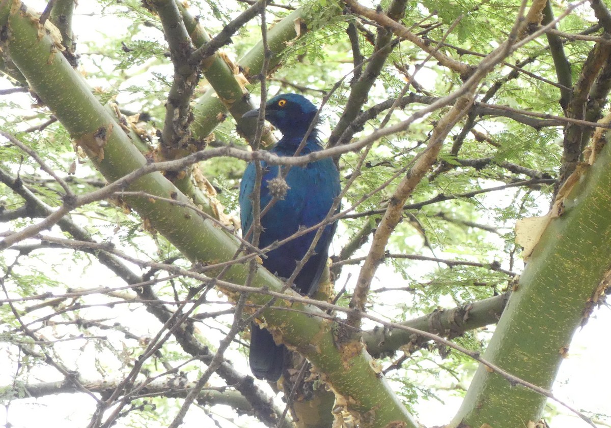 Greater Blue-eared Starling - ML643211437