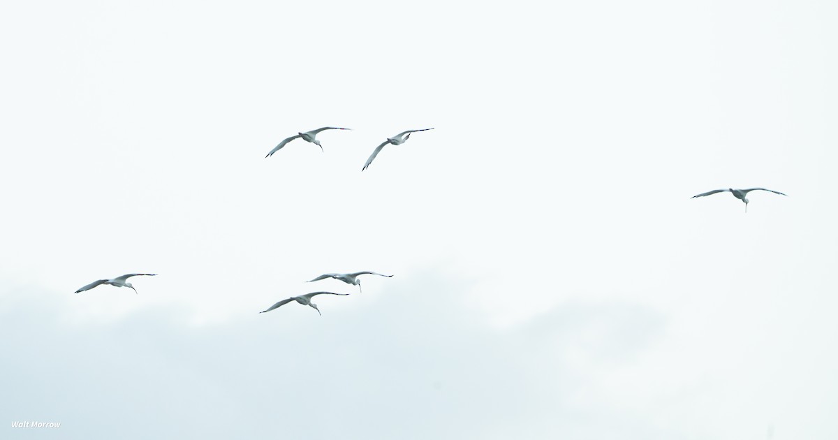 White Ibis - ML643211476