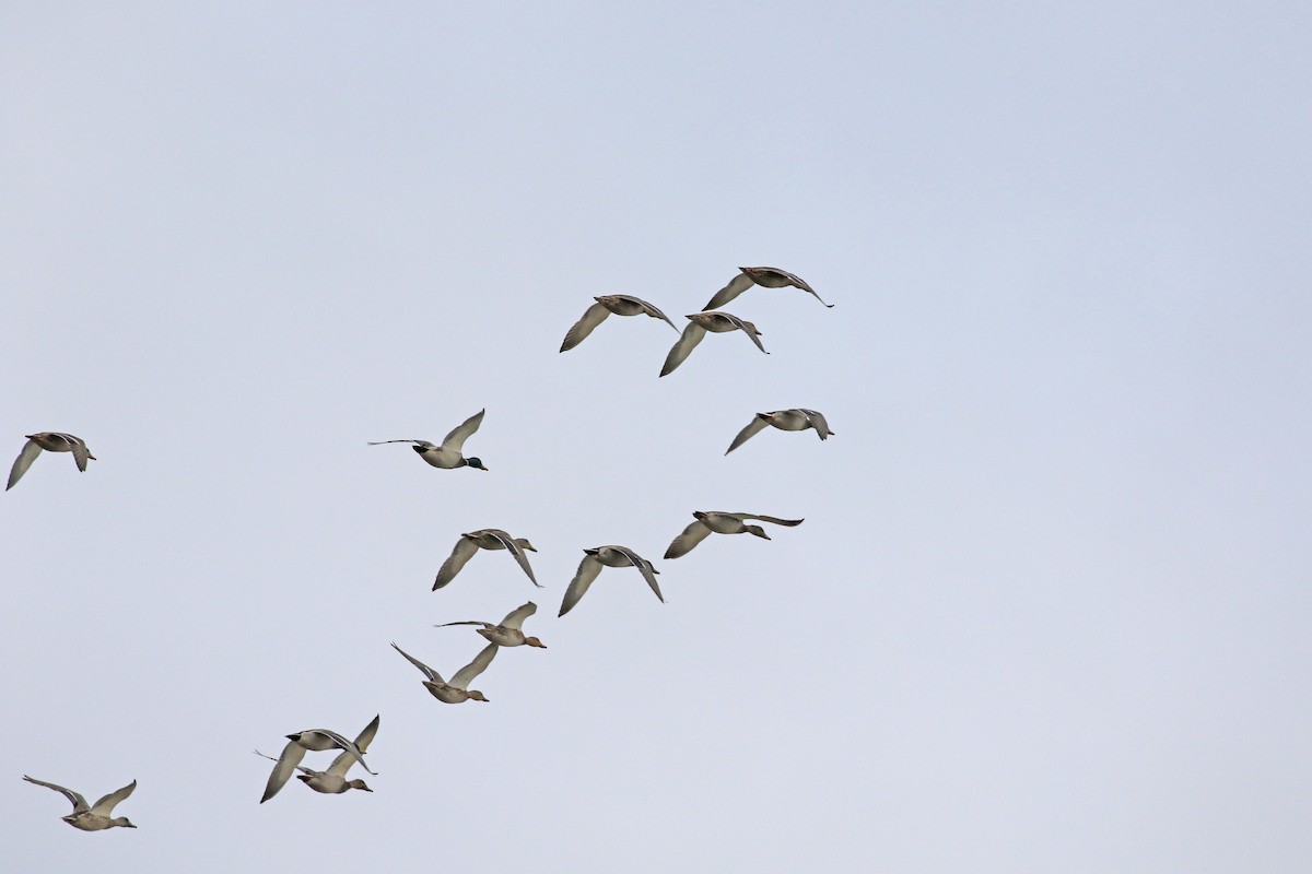 Mallard - ML643211478