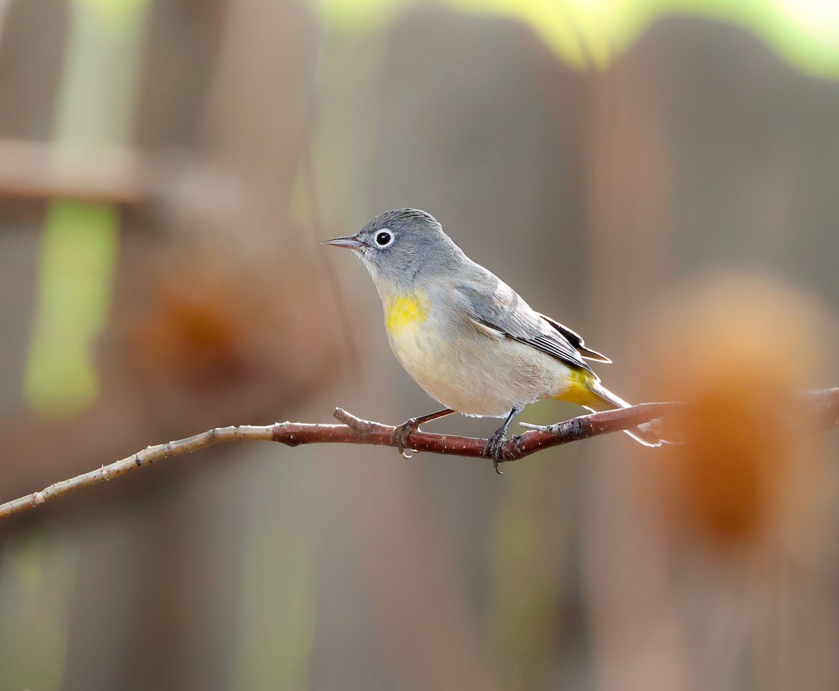 pinjeparula - ML643211488