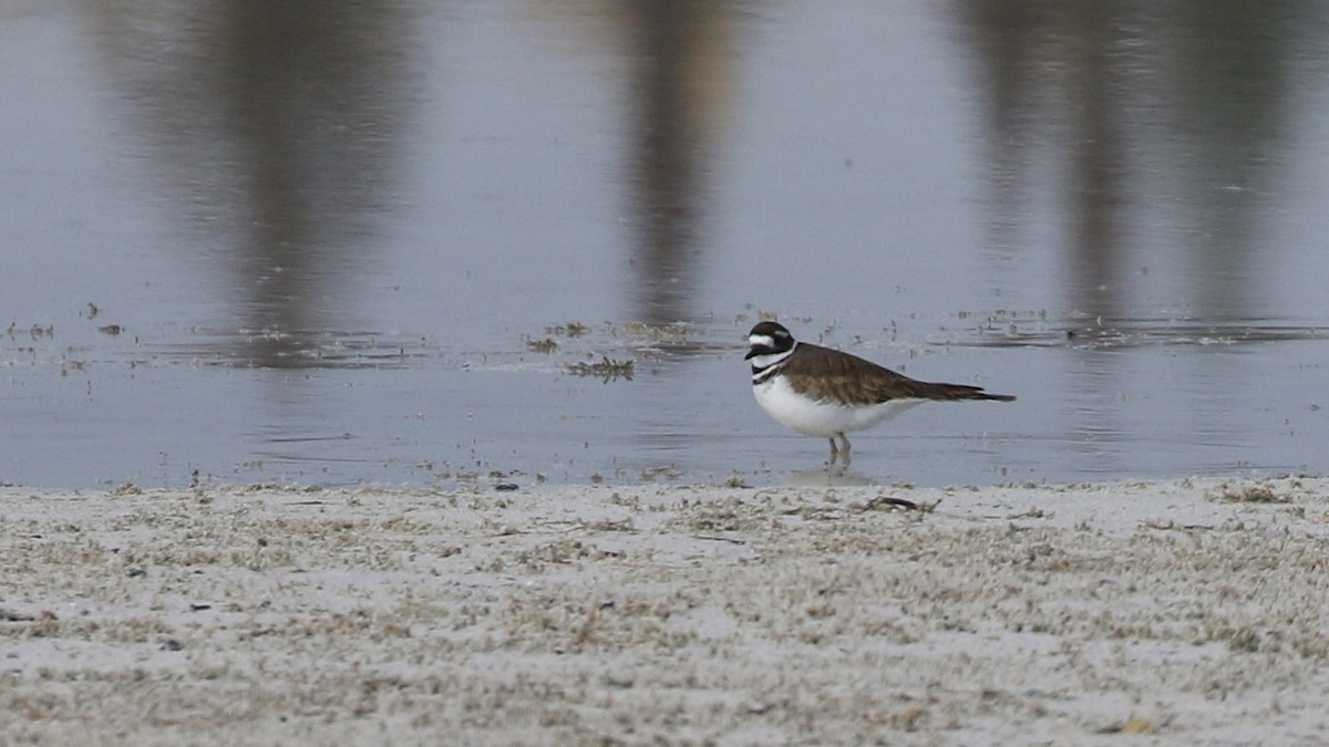Killdeer - ML643211490