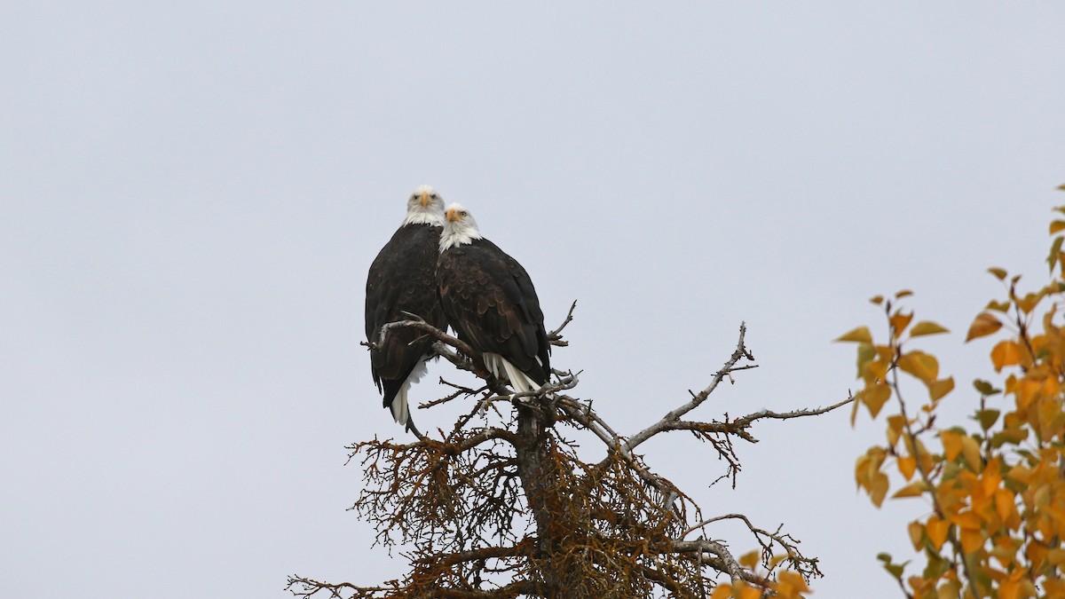 Bald Eagle - ML643211497