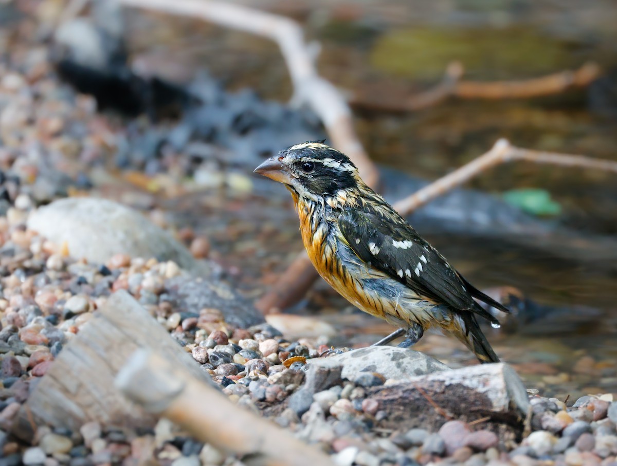 Black-headed Grosbeak - ML643211512