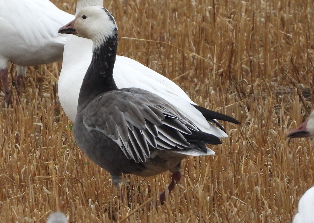 Ross's Goose - ML643211515