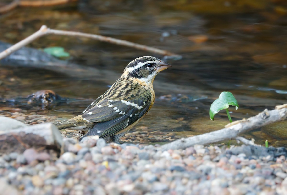 Black-headed Grosbeak - ML643211517