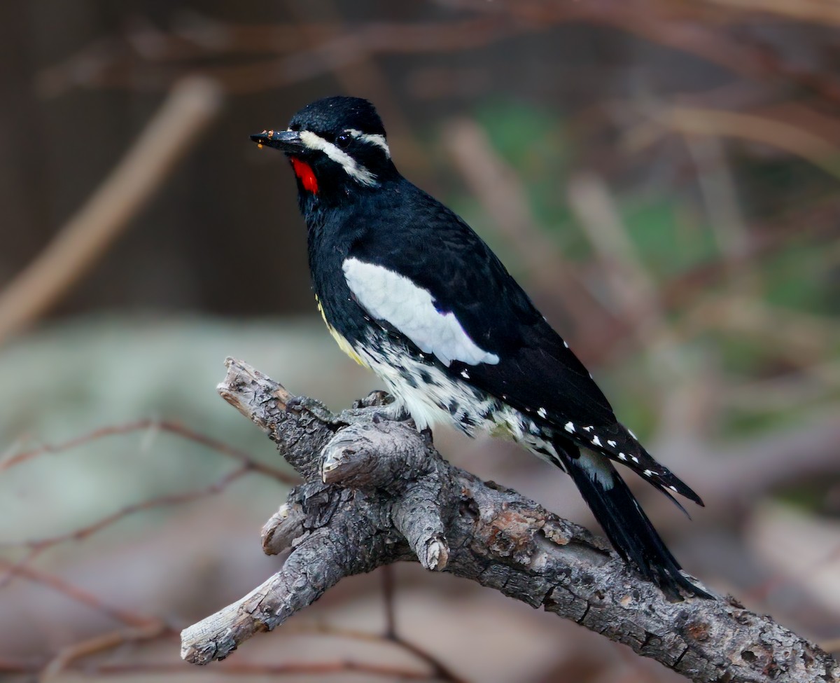 Williamson's Sapsucker - ML643211520