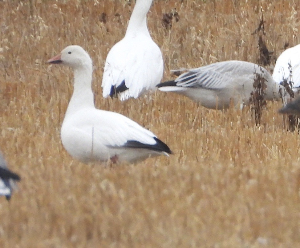 Ross's Goose - ML643211522