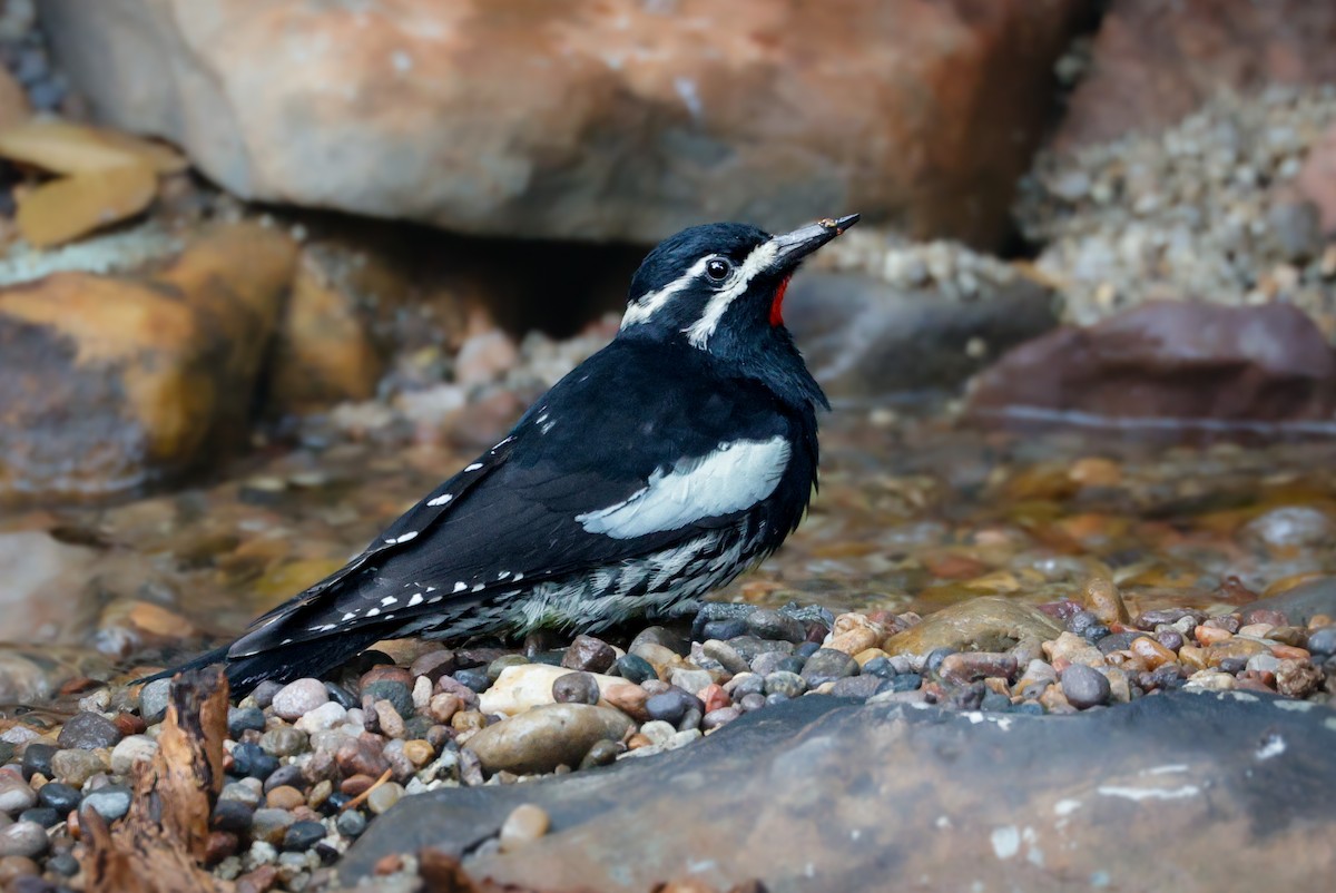 Williamson's Sapsucker - ML643211523